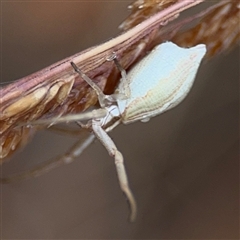 Runcinia acuminata at Campbell, ACT - 30 Nov 2024 09:24 AM