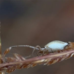 Runcinia acuminata at Campbell, ACT - 30 Nov 2024