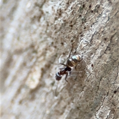 Iridomyrmex rufoniger (Tufted Tyrant Ant) at Campbell, ACT - 30 Nov 2024 by Hejor1