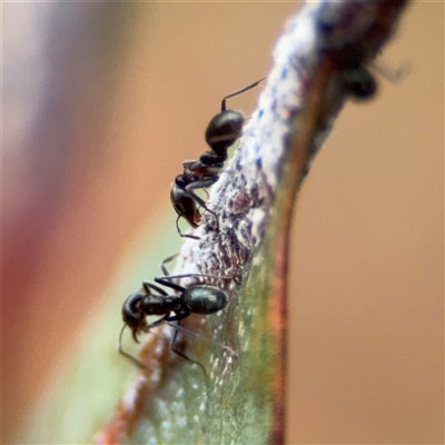 Iridomyrmex rufoniger (Tufted Tyrant Ant) at Campbell, ACT - 30 Nov 2024 by Hejor1