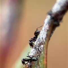 Iridomyrmex rufoniger at Campbell, ACT - 30 Nov 2024 09:18 AM