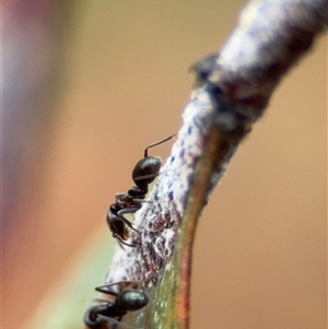 Iridomyrmex rufoniger at Campbell, ACT - 30 Nov 2024 09:18 AM