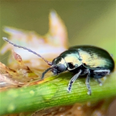 Arsipoda chrysis (Flea beetle) at Campbell, ACT - 29 Nov 2024 by Hejor1