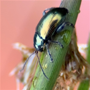 Arsipoda chrysis at Campbell, ACT - 30 Nov 2024