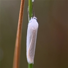 Zacorus carus (White Wingia) at Campbell, ACT - 29 Nov 2024 by Hejor1