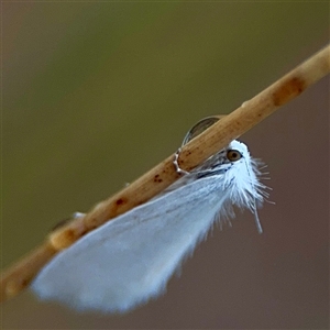 Tipanaea patulella (A Crambid moth) at Campbell, ACT by Hejor1