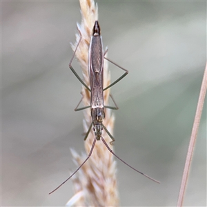 Mutusca brevicornis (A broad-headed bug) at Campbell, ACT by Hejor1