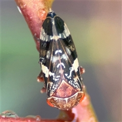 Eurymeloides punctata (Gumtree hopper) at Campbell, ACT - 30 Nov 2024 by Hejor1
