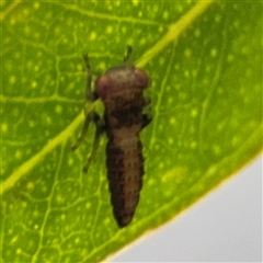 Cicadellidae (family) (Unidentified leafhopper) at Campbell, ACT - 30 Nov 2024 by Hejor1