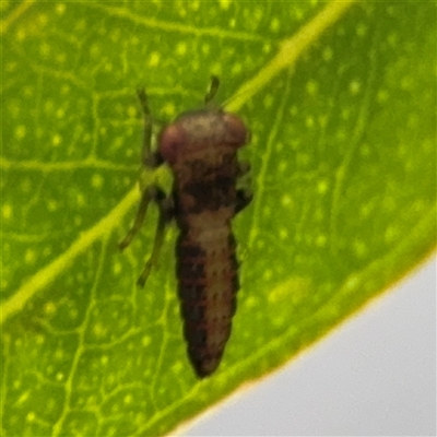 Cicadellidae (family) (Unidentified leafhopper) at Campbell, ACT - 30 Nov 2024 by Hejor1