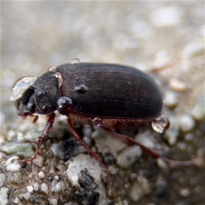 Sericesthis nigrolineata (Dusky pasture scarab) at Campbell, ACT - 30 Nov 2024 by Hejor1