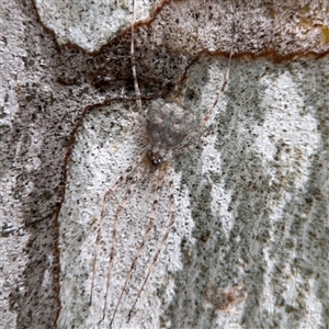 Tamopsis sp. (genus) (Two-tailed spider) at Campbell, ACT by Hejor1