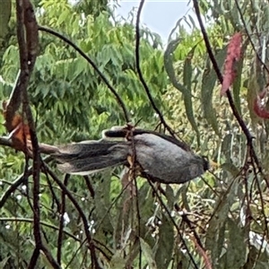 Manorina melanocephala at Campbell, ACT - 30 Nov 2024 08:50 AM