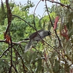 Manorina melanocephala at Campbell, ACT - 30 Nov 2024 08:50 AM