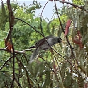 Manorina melanocephala at Campbell, ACT - 30 Nov 2024 08:50 AM