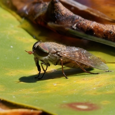 Tabanidae (family) at Chisholm, ACT - 12 Feb 2024 by RomanSoroka