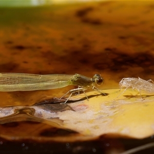 Zygoptera (suborder) (Damselfly) at Chisholm, ACT by RomanSoroka