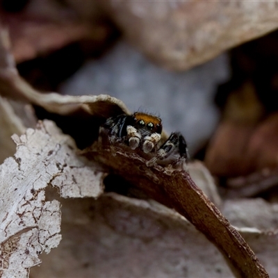 Maratus griseus (Jumping spider) at Cotter River, ACT - 23 Nov 2024 by KorinneM