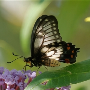 Papilio anactus (Dainty Swallowtail) at Chisholm, ACT by RomanSoroka