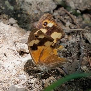 Heteronympha merope at Chisholm, ACT - 14 Feb 2024 04:02 PM