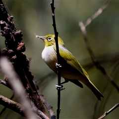 Zosterops lateralis (Silvereye) at Cotter River, ACT - 23 Nov 2024 by KorinneM