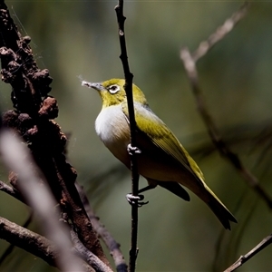 Zosterops lateralis at Cotter River, ACT - 23 Nov 2024