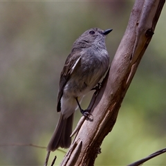 Pachycephala pectoralis (Golden Whistler) at Cotter River, ACT - 23 Nov 2024 by KorinneM