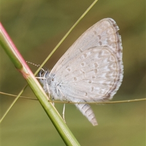 Zizina otis (Common Grass-Blue) at Theodore, ACT by RomanSoroka