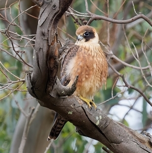 Falco longipennis at Royalla, NSW - 15 Feb 2024