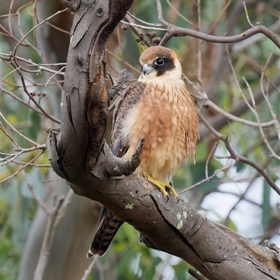 Falco longipennis (Australian Hobby) at Royalla, NSW - 15 Feb 2024 by RomanSoroka