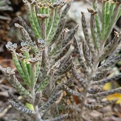 Bryophyllum delagoense (Mother-of-millions) at Pipeclay, NSW - 30 Nov 2024 by MVM