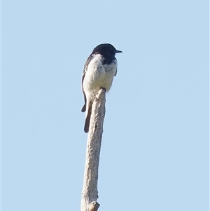 Melanodryas cucullata cucullata (Hooded Robin) at Tharwa, ACT by RomanSoroka