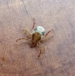 Ixodes holocyclus at Pappinbarra, NSW by MVM