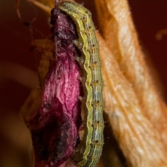 Helicoverpa (genus) (A bollworm) at Downer, ACT - 30 Nov 2024 by RobertD