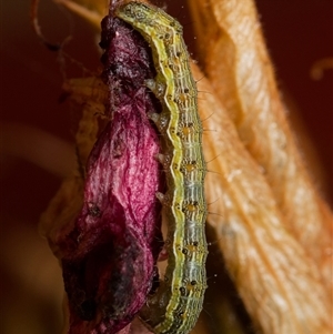 Helicoverpa (genus) at Downer, ACT by RobertD