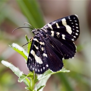 Phalaenoides tristifica (Willow-herb Day-moth) at Cotter River, ACT by KorinneM