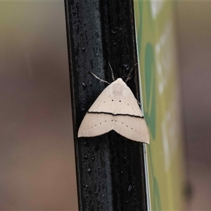 Gastrophora henricaria (Fallen-bark Looper, Beautiful Leaf Moth) at Higgins, ACT by Untidy