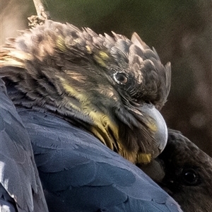 Calyptorhynchus lathami lathami (Glossy Black-Cockatoo) at Penrose, NSW by Aussiegall