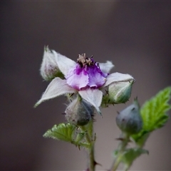 Rubus parvifolius (Native Raspberry) at Cotter River, ACT - 23 Nov 2024 by KorinneM