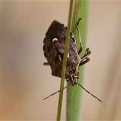 Cermatulus nasalis (Predatory shield bug, Glossy shield bug) at Cotter River, ACT - 23 Nov 2024 by KorinneM