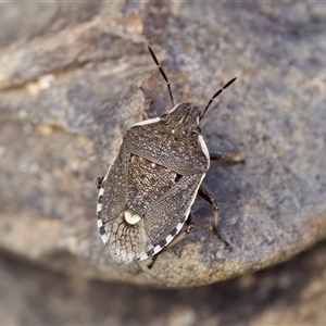 Dictyotus conspicuus (A shield or stink bug) at Cotter River, ACT by KorinneM