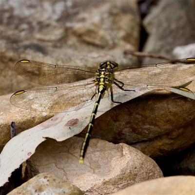 Austrogomphus guerini at Cotter River, ACT - 23 Nov 2024 by KorinneM