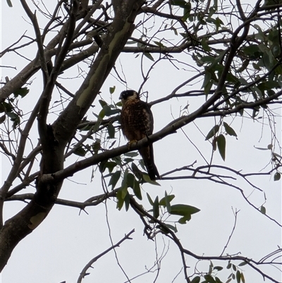 Falco longipennis (Australian Hobby) at Coolangatta, NSW - 30 Nov 2024 by mroseby