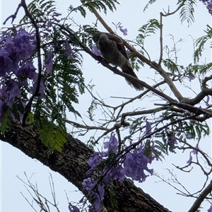 Anthochaera chrysoptera (Little Wattlebird) at Illaroo, NSW by mroseby