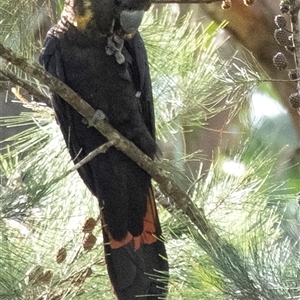 Calyptorhynchus lathami lathami (Glossy Black-Cockatoo) at Penrose, NSW by Aussiegall