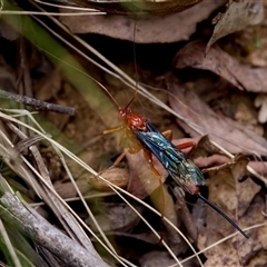 Lissopimpla excelsa (Orchid dupe wasp, Dusky-winged Ichneumonid) at Cotter River, ACT - 23 Nov 2024 by KorinneM