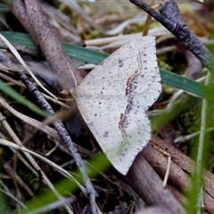 Taxeotis stereospila (Oval-spot Taxeotis (Oenochrominae) at Cotter River, ACT - 23 Nov 2024 by KorinneM