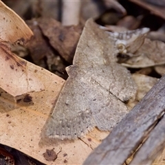 Taxeotis reserata (A Geometer moth) at Cotter River, ACT - 23 Nov 2024 by KorinneM