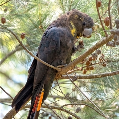 Calyptorhynchus lathami lathami (Glossy Black-Cockatoo) at Penrose, NSW - 3 May 2020 by Aussiegall