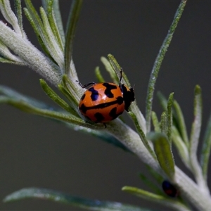 Coccinella transversalis at Cotter River, ACT - 23 Nov 2024 03:14 PM